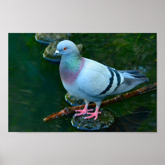 Rock Dove Poster (Voorkant)