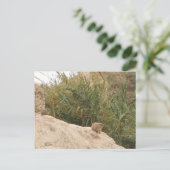 Rock Hyrax, Ein Gedi, Israël Briefkaart (Staand voorkant)