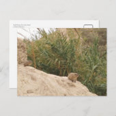 Rock Hyrax, Ein Gedi, Israël Briefkaart (Voorkant / Achterkant)