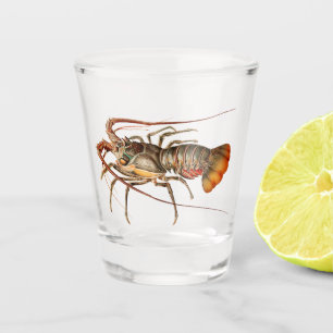 Rock Lobster - Panulirus Regis Shot Glas