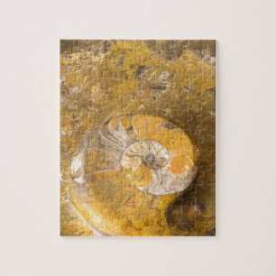 Rock met gefossiliseerde ammoniet en andere fossie legpuzzel