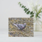 Rock Pigeon Briefkaart (Staand voorkant)