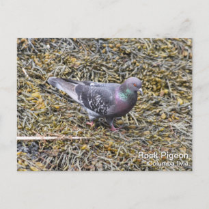 Rock Pigeon Briefkaart