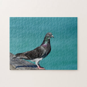 Rock Pigeon Legpuzzel