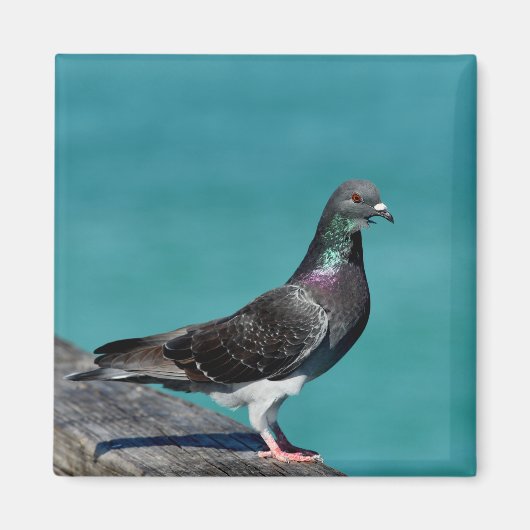 Rock Pigeon Magneet (Voorkant)