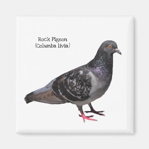 Rock Pigeon Magneet