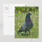 Rock Pigeon Photo Briefkaart (Voorkant / Achterkant)