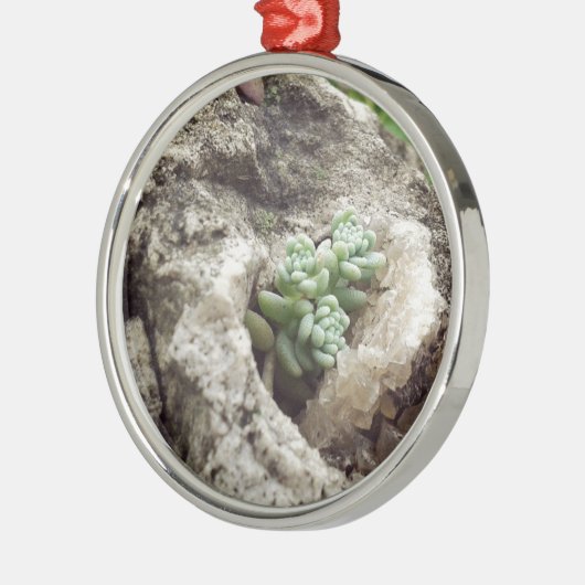 Rock plantte en deed het goed. :) #succulent metalen ornament (Links)