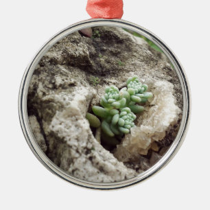 Rock plantte en deed het goed. :) #succulent metalen ornament