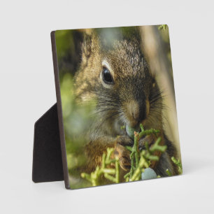 Rock Squirrel Desktop Plaque Fotoplaat