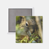 Rock Squirrel Magnet Magneet (Voorkant / Achterkant)