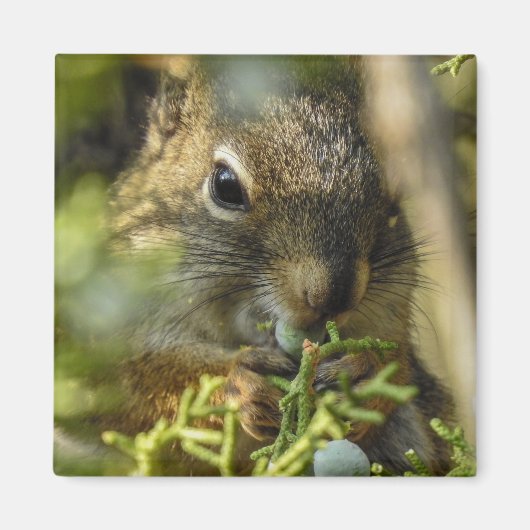 Rock Squirrel Magnet Magneet (Voorkant)