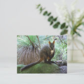 Rock Wallaby Briefkaart (Staand voorkant)