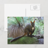 Rock Wallaby Briefkaart (Voorkant / Achterkant)
