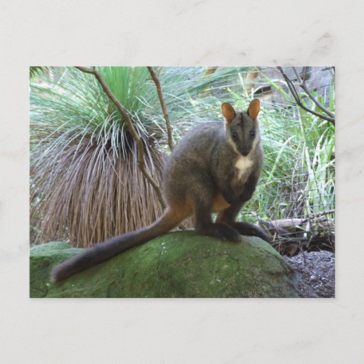 Rock Wallaby Briefkaart (Voorkant)