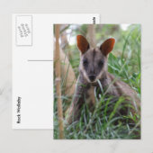 Rock Wallaby briefkaarten (Voorkant / Achterkant)