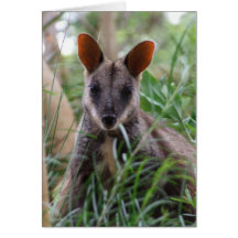 Rock Wallaby Kaart