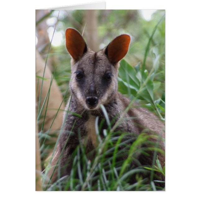 Rock Wallaby Kaart (Voorkant)
