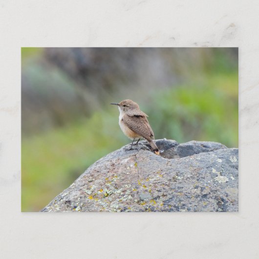 Rock Wren Briefkaart (Voorkant)