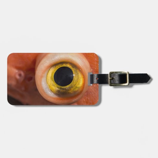 Rockfish Eye Bagagelabel (Voorkant horizontaal)