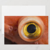 Rockfish Eye Briefpapier (Voorkant / Achterkant)