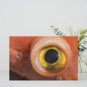 Rockfish Eye Briefpapier (Staand voorkant)