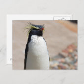 Rockhopper Penguin briefkaart (Voorkant / Achterkant)