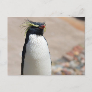 Rockhopper Penguin briefkaart