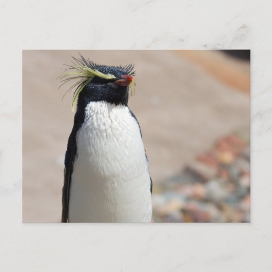 Rockhopper Penguin briefkaart (Voorkant)