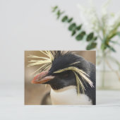 Rockhopper Penguin Briefkaart (Staand voorkant)