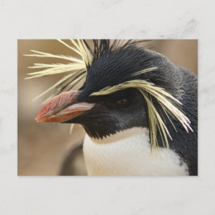 Rockhopper Penguin Briefkaart