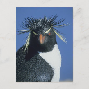 Rockhopper Penguin (Eudyptes chrysocome) Briefkaart