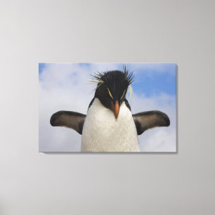 Rockhopper Penguin Eudyptes chrysocome Canvas Afdruk