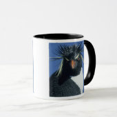 Rockhopper Penguin (Eudyptes chrysocome) Mok (Voorkant rechts)