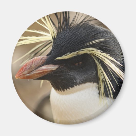 Rockhopper Penguin Magnet Magneet (Voorkant)