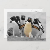 Rockhopper Penguins Briefkaart (Voorkant / Achterkant)