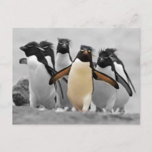 Rockhopper Penguins Briefkaart (Voorkant)
