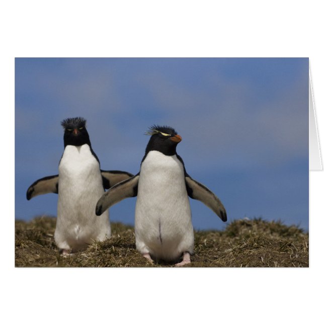 Rockhopper Penguins Eudyptes chrysocome (Voorkant Horizontaal)