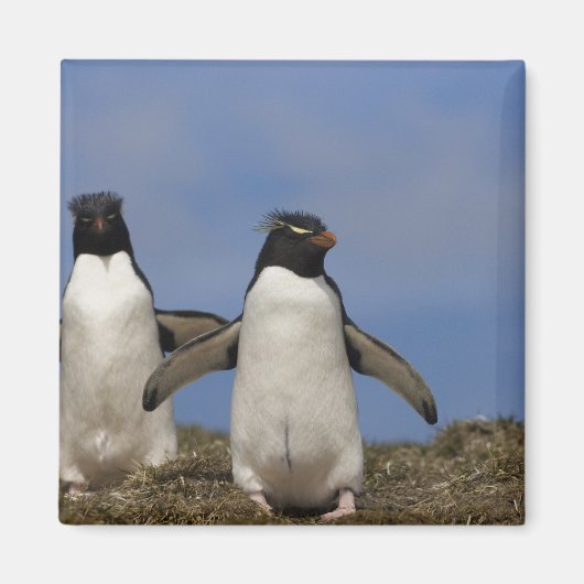 Rockhopper Penguins Eudyptes chrysocome Magneet (Voorkant)