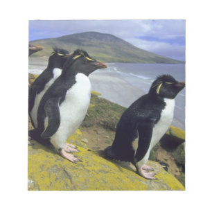 Rockhopper Penguins (Eudyptes chrysocome), Notitieblok