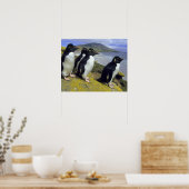Rockhopper Penguins (Eudyptes chrysocome), Poster (Keuken)