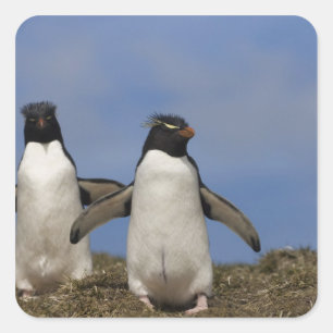 Rockhopper Penguins Eudyptes chrysocome Vierkante Sticker