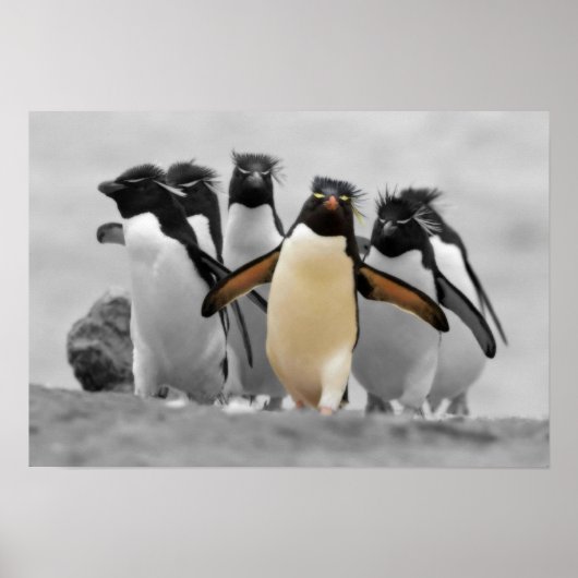 Rockhopper Penguins Poster (Voorkant)