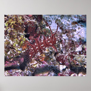Rockmol Wrasse Poster