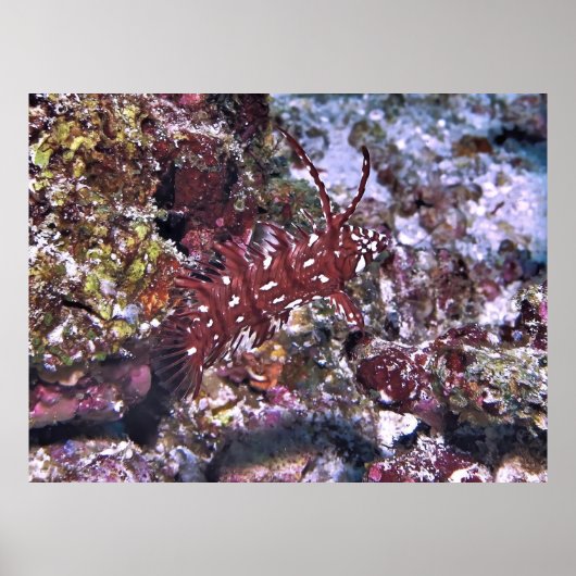 Rockmol Wrasse Poster (Voorkant)