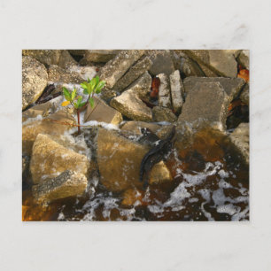 Rocks Cement Blocks en Mangrove Seedling Briefkaart