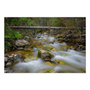 Rocky Forest Creek fotoprint Foto Afdruk