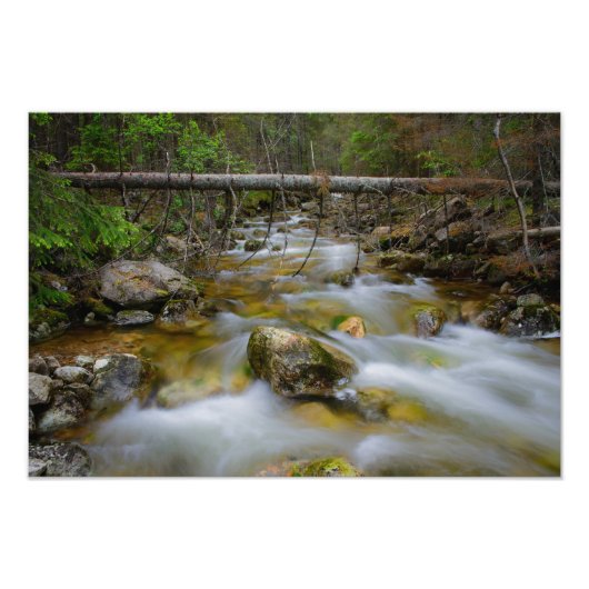 Rocky Forest Creek fotoprint Foto Afdruk (Voorkant)