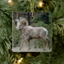 Rocky Mountain Big Horn Sheep Ceramic Ornament
