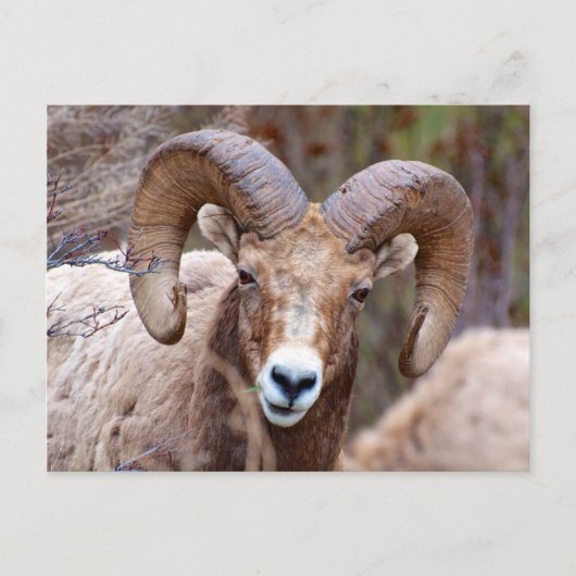Rocky Mountain Bighorn Sheep Briefkaart (Voorkant)